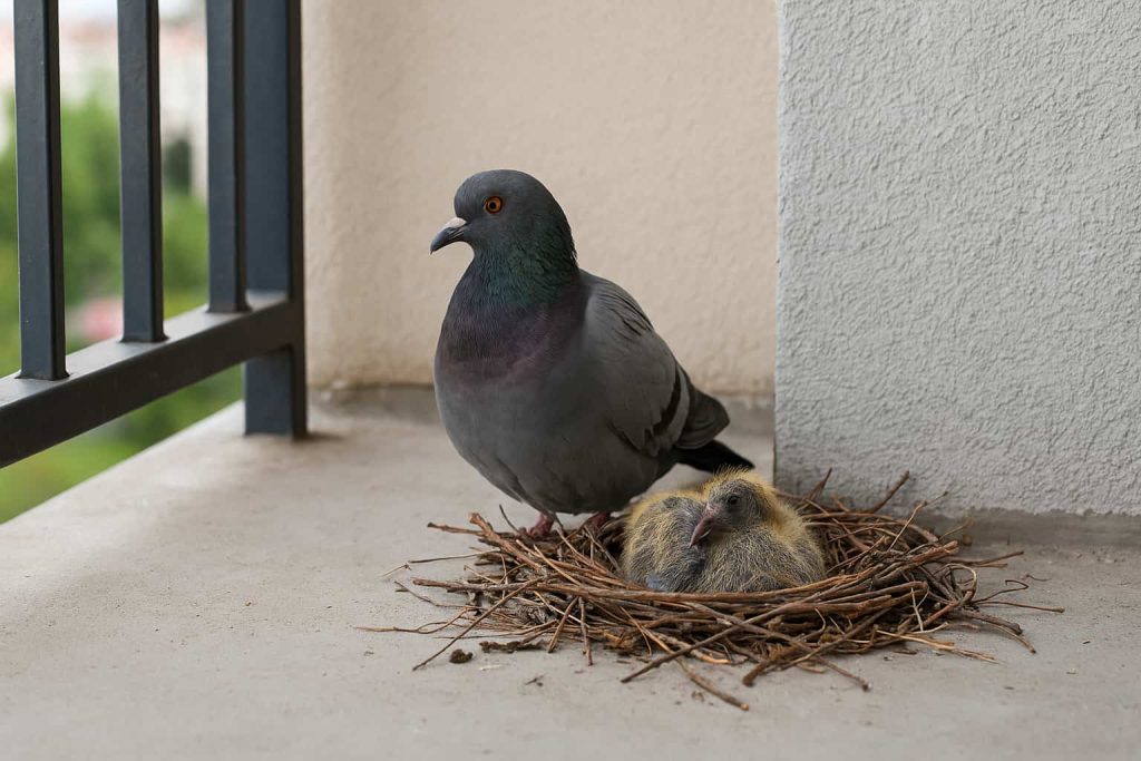 Signification d'un nid de pigeon sur le balcon.
