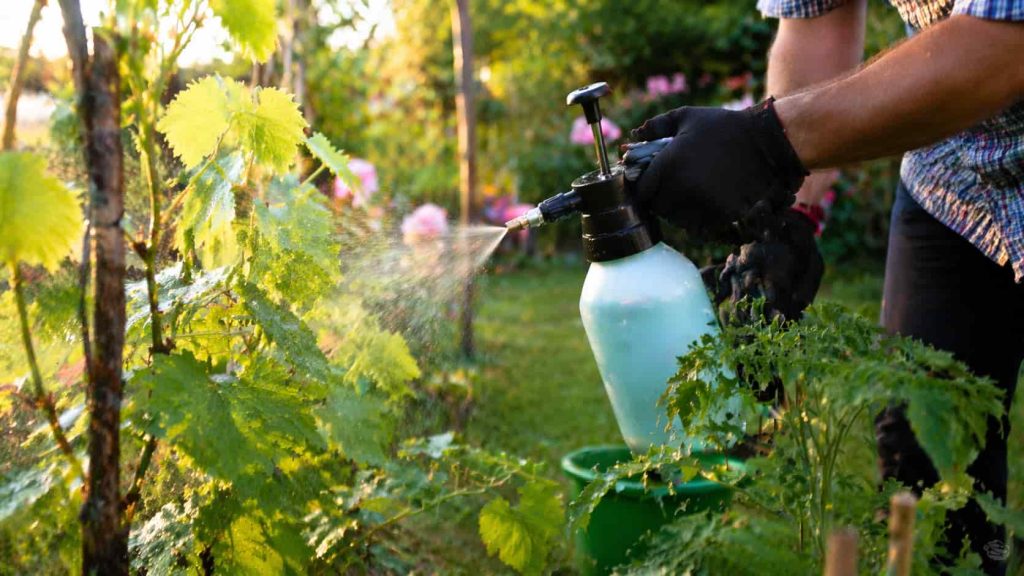 Un homme pulvérise un dosage de bouillie bordelaise pour un litre d'eau.