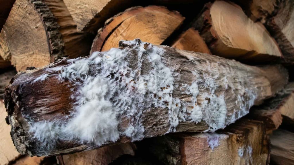 De la mérule sur du bois de chauffage.