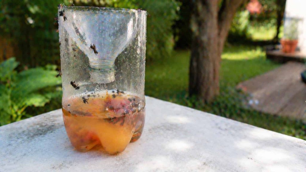 Un piège à mouche maison.