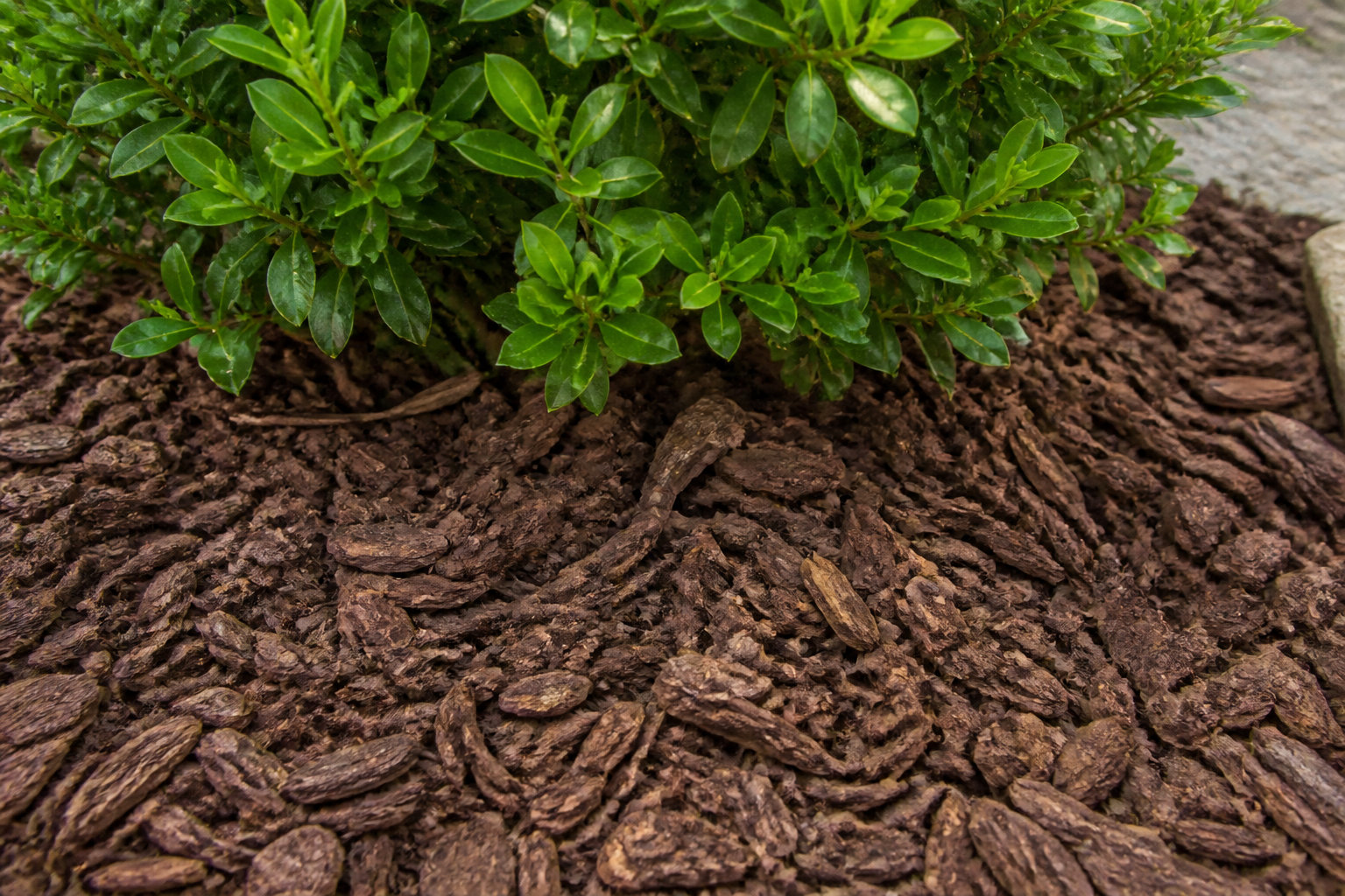 Quel calendrier de soins suivre pour une plante en pleine forme ? 📅