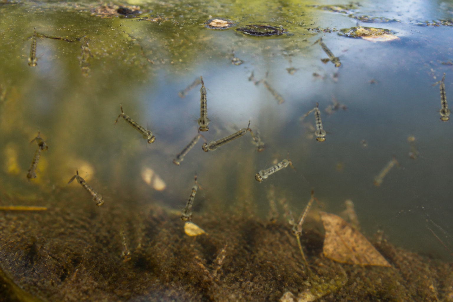 Larve de moustique dans la piscine : identification et risques