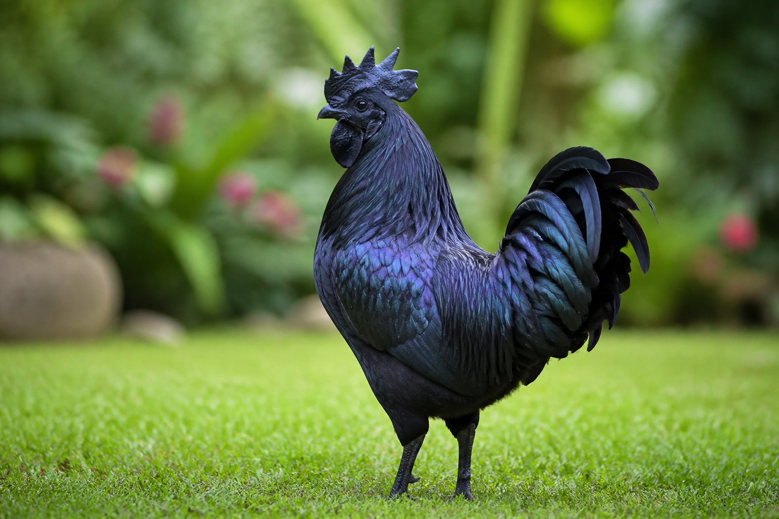 L'Ayam Cemani pour son allure atypique et sombre