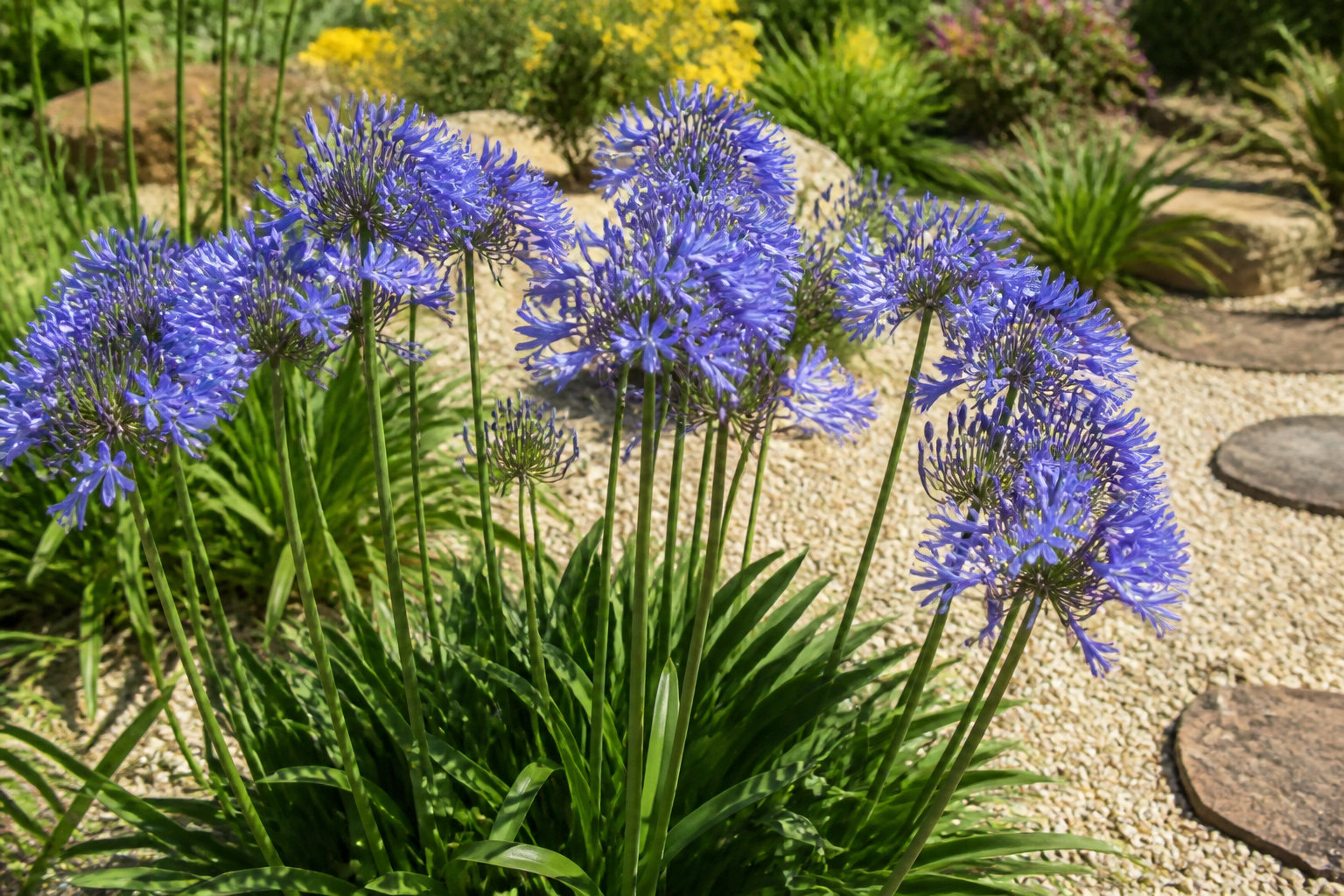 Comment réussir la plantation de vos agapanthes ?