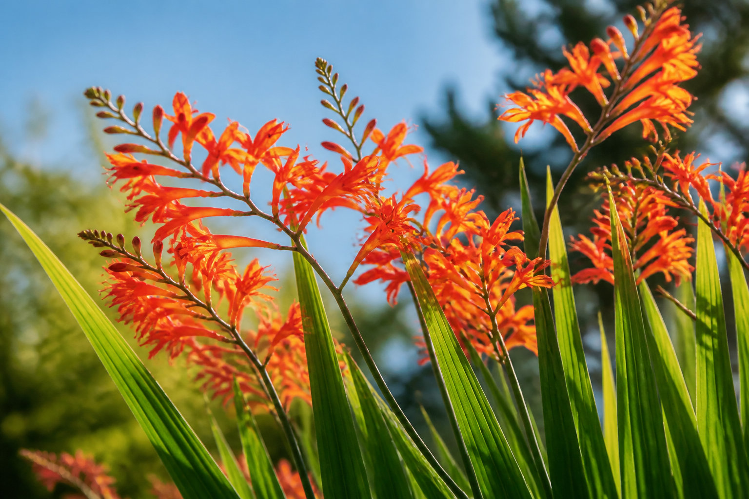 L'agapanthe orange existe-t-elle vraiment dans nos jardins ?