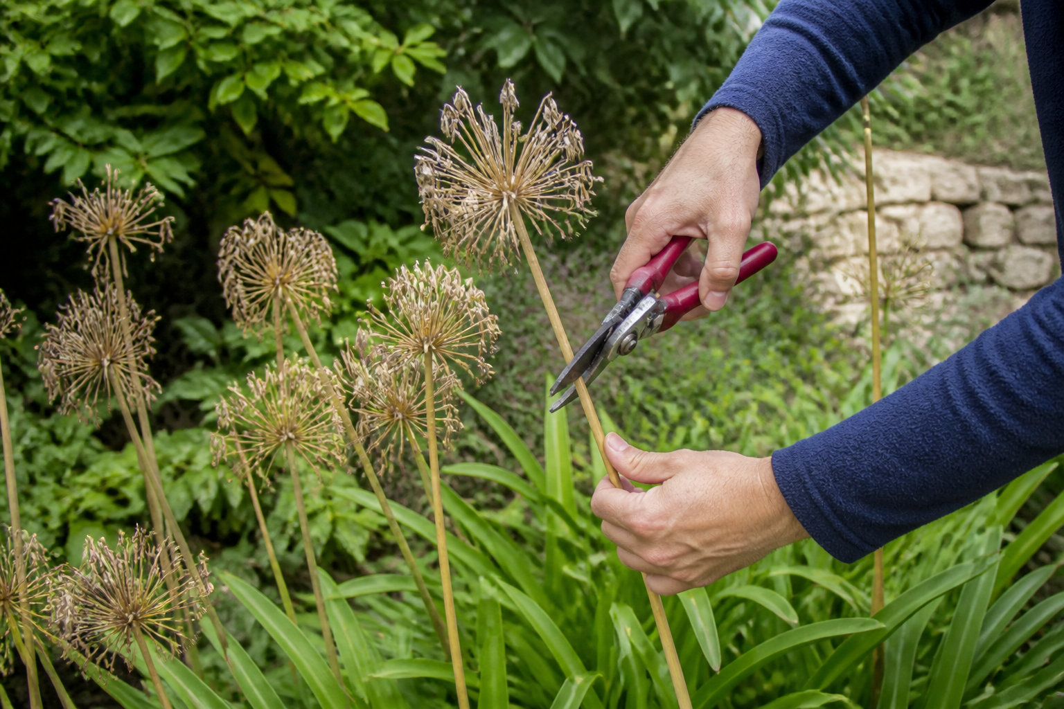 Quels gestes d'entretien pour une floraison généreuse ?