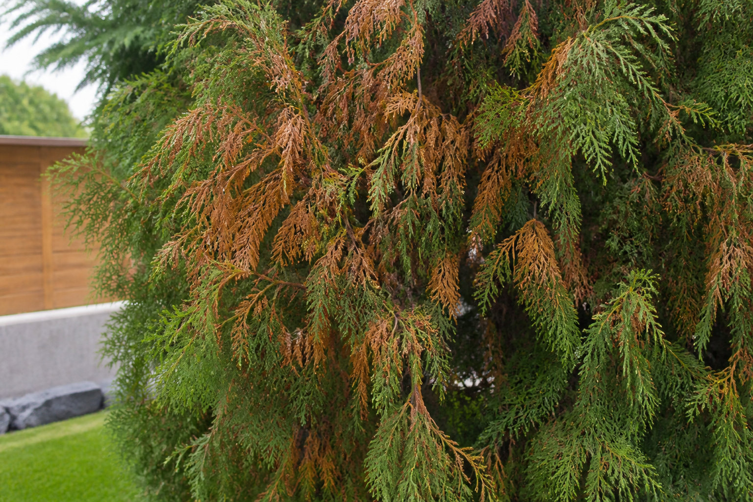 Identifier les causes d'un feuillage marron ou jaune 🔍