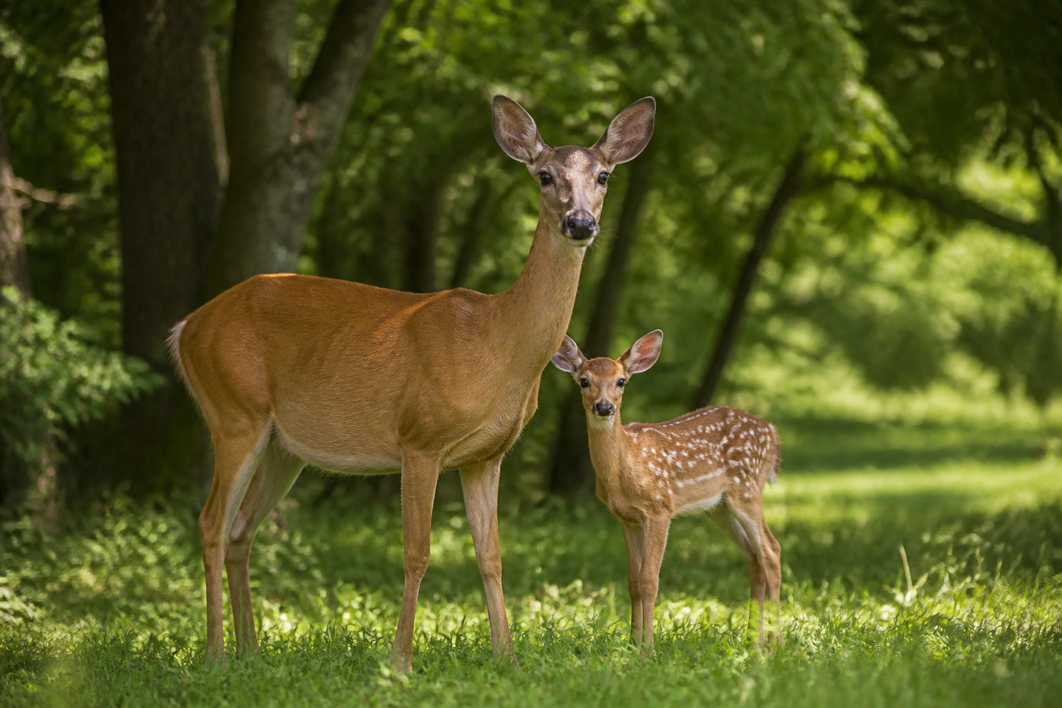 Quelles sont les différences avec une biche ou un rêve ?